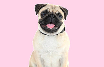 Easy ways to teach your dog tricks